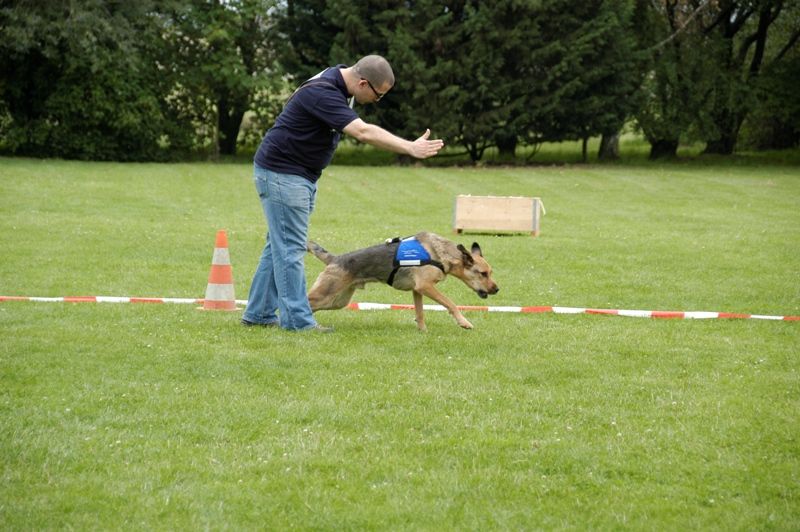 rettungshunde2012-1