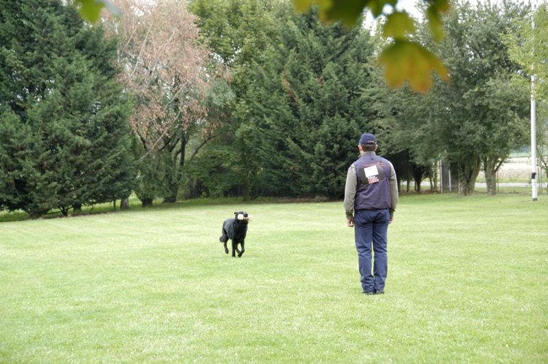 rettungshunde2012-1