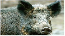 wildschwein1